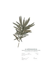 藏品(羅漢松)的圖片